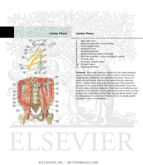 Lumbar Plexus
Nerves: Lumbar Plexus