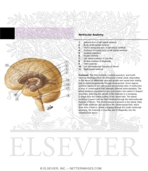 Ventricles of Brain
