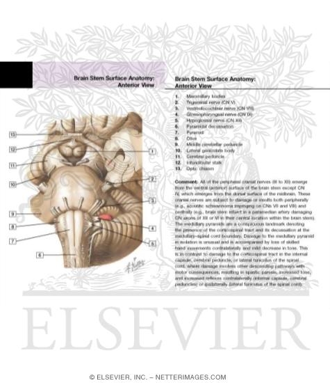 Brainstem