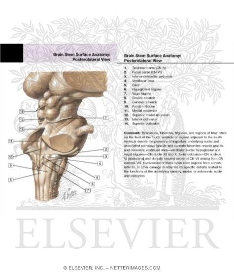 Watermarked preview of labeled image: Brainstem: Posterolateral View