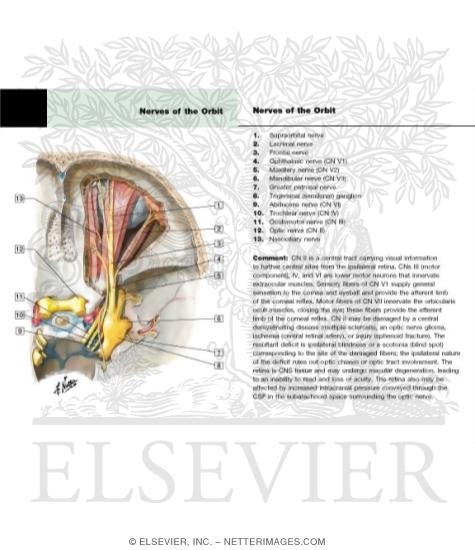 Watermarked preview of labeled image: Nerves of Orbit