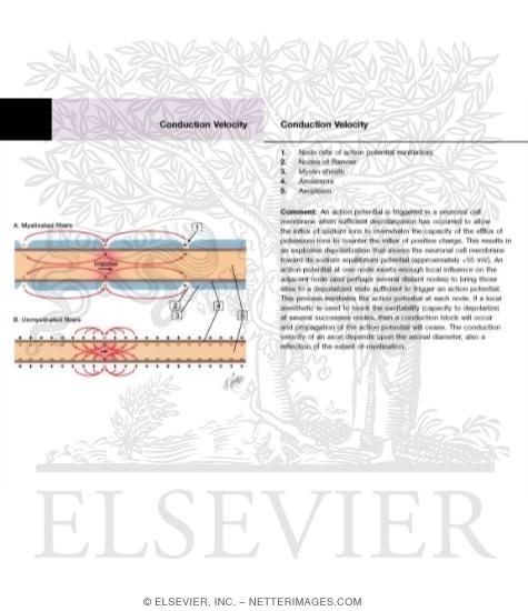 Watermarked preview of labeled image: Conduction Velocity