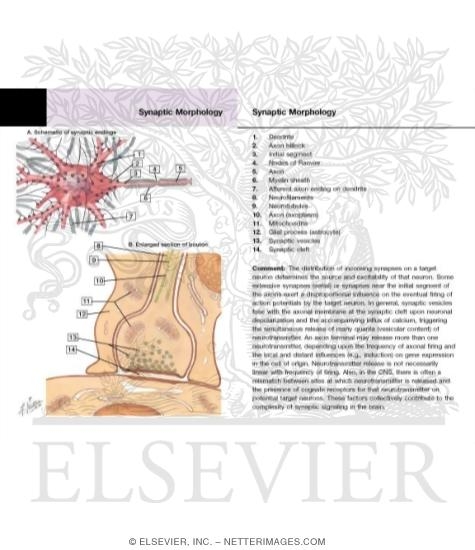 Watermarked preview of labeled image: Synaptic Morphology