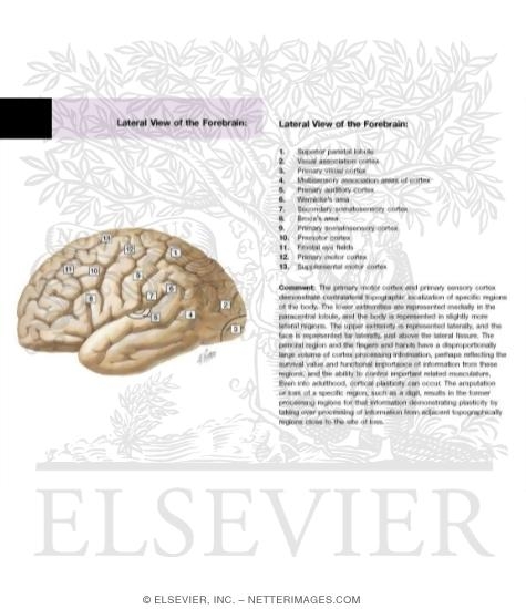 Watermarked preview of labeled image: Lateral View of the Forebrain: Brodmann Areas