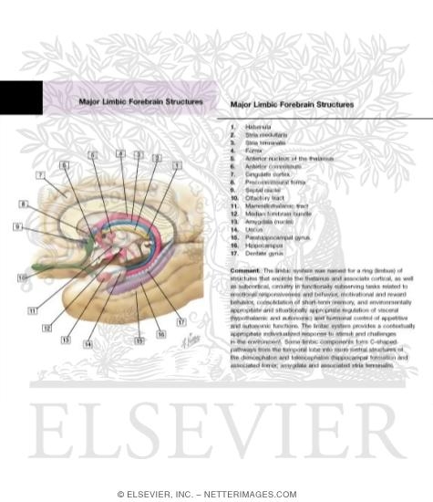 Watermarked preview of labeled image: Major Limbic Forebrain Structures