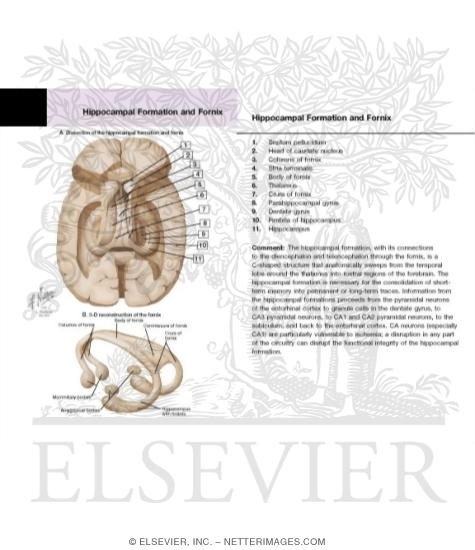 Hippocampal Formation and Fornix