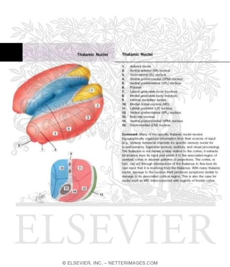 Watermarked preview of labeled image: Thalamic Nuclei
