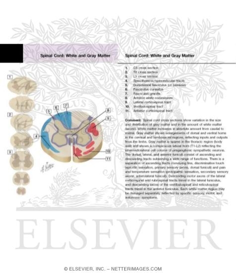 Sections Through Spinal Cord At Various Levels
Spinal Cord Cross Sections: Fiber Tracts
Spinal Cord White and Gray Matter
Spinal Cord Cross Sections: Fiber Tracts