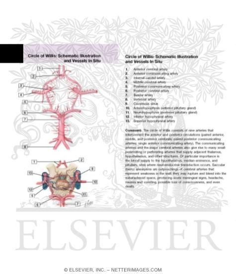 Cerebral Arterial Circle (Willis)
Circle of Willis
Schematic of the Circle of Willis