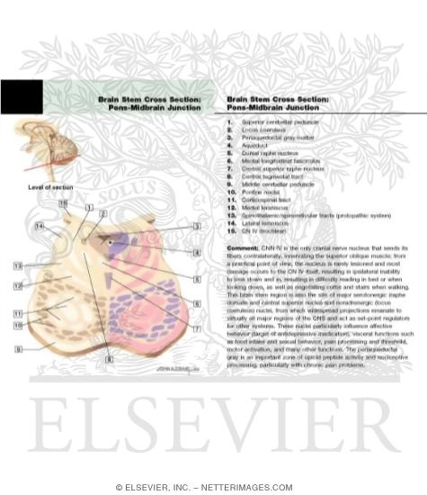 Pons-Midbrain Junction - Level of CN IV and Locus Coeruleus