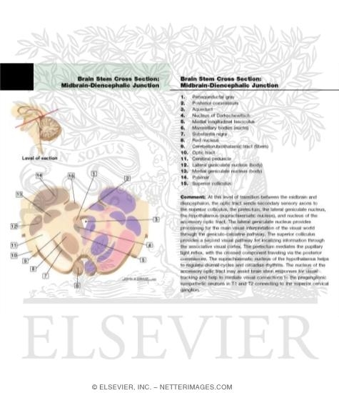 Midbrain / Diencephalon Junction - Level of the Posterior Commissure