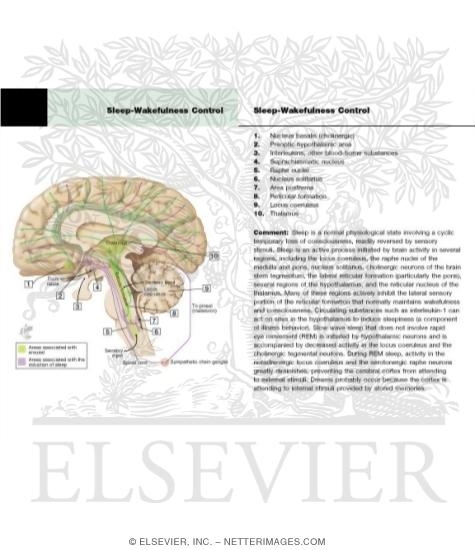Watermarked preview of labeled image: Sleep-Wakefulness Control