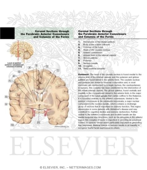 Coronal Sections Through the Forebrain: Anterior Commissure / Columns of Fornix