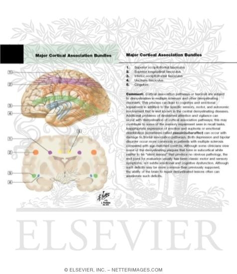 Watermarked preview of labeled image: Major Cortical Association Bundles