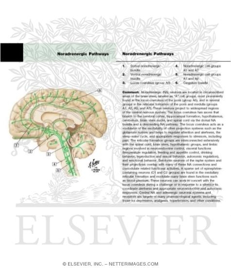 Watermarked preview of labeled image: Noradrenergic Pathways