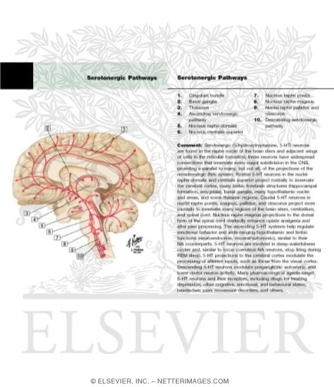 Serotonergic Pathways