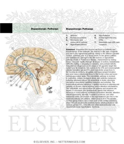 Dopaminergic Pathways
