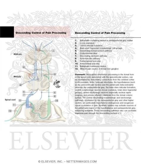 Watermarked preview of labeled image: Descending Control of Ascending Somatosensory Systems