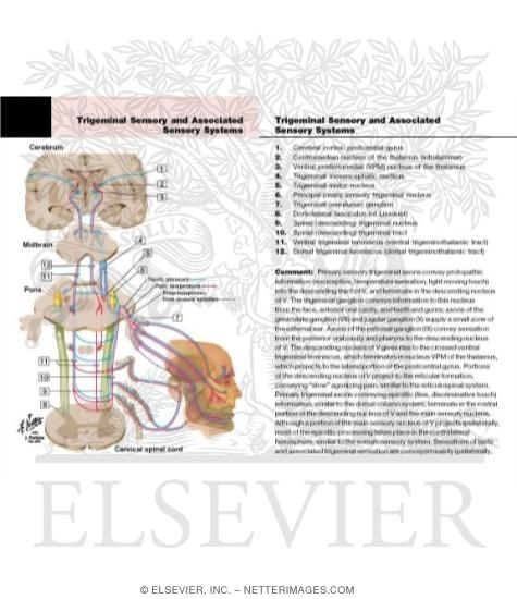 Watermarked preview of labeled image: Trigeminal Sensory and Associated Sensory Systems