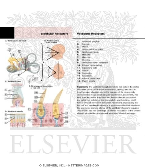 Watermarked preview of labeled image: Vestibular Receptors