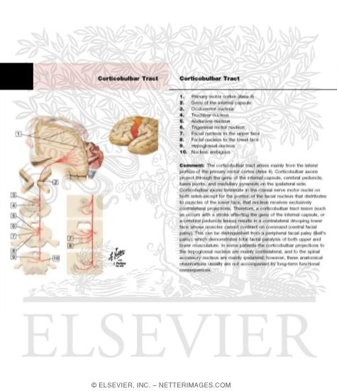 Watermarked preview of labeled image: Corticobulbar Tract