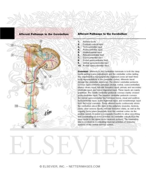Watermarked preview of labeled image: Afferent Pathways to the Cerebellum