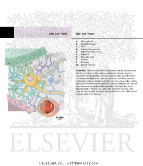 Watermarked preview of labeled image: Blood-Brain Barrier