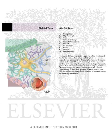 Glial Cell Types