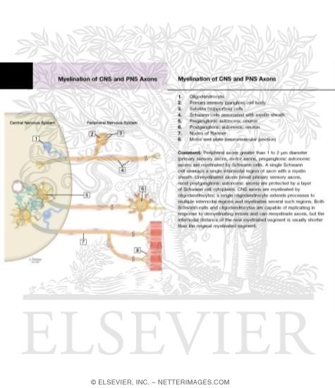 Watermarked preview of labeled image: Myelination of CNS and PNS Axons