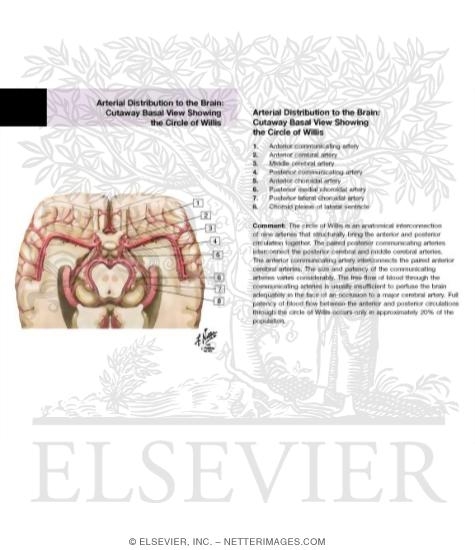 Arterial Distribution to the Brain: Cutaway Basal View Showing the Circle of Willis