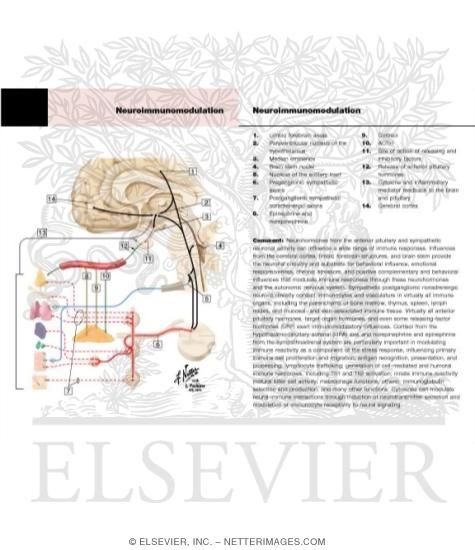 Watermarked preview of labeled image: Neuroimmunomodulation