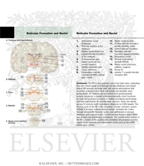 Reticular Formation: Nuclei and Areas in the Brain Stem and Diencephalon