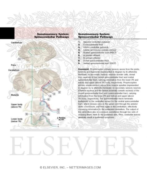 Watermarked preview of labeled image: Somatosensory System: Spinocerebellar Pathways
