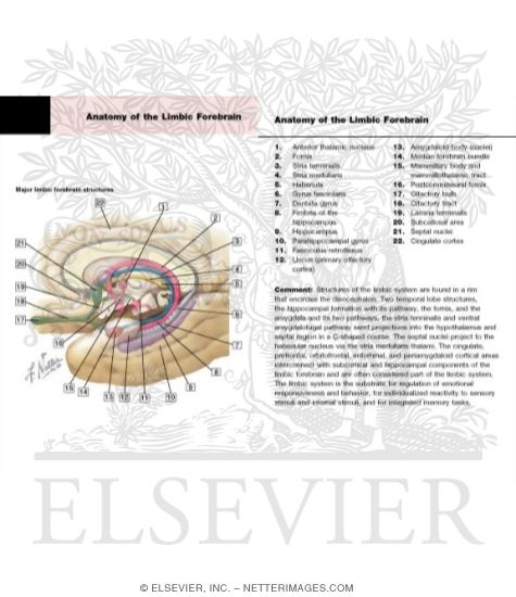 Watermarked preview of labeled image: Major Limbic Forebrain Structures