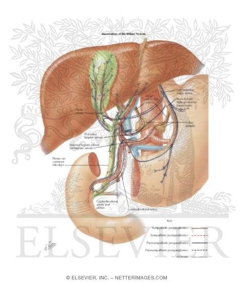Watermarked preview of labeled image: Innervation of Biliary System