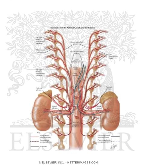 Watermarked preview of labeled image: Innervation of Adrenal Glands And Kidneys