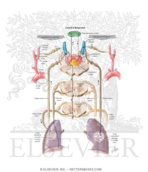 Watermarked preview of labeled image: Control of Respiration