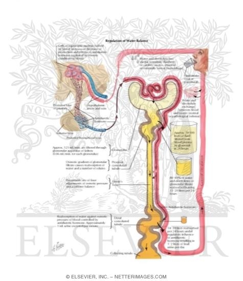 Watermarked preview of labeled image: Regulation of Water Balance