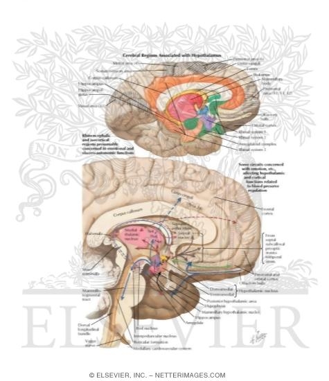 Watermarked preview of labeled image: Cerebral Regions Associated With Hypothalamus