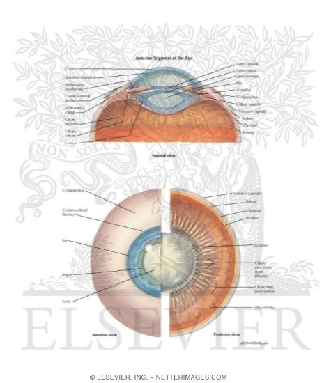 Cataracts Anterior Segment of Eye