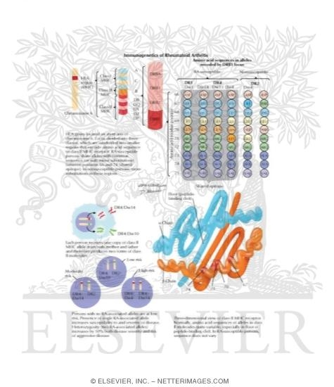 Watermarked preview of labeled image: Immunogenetics of Rheumatoid Arthritis