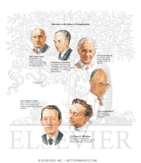 Watermarked preview of labeled image: Milestones in the History of Transplantation