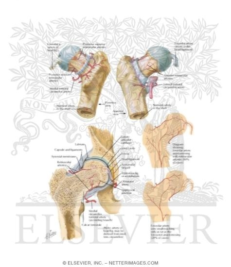 Watermarked preview of labeled image: Arteries of Femoral Head and Neck