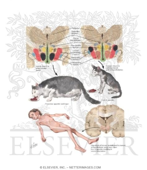 Watermarked preview of labeled image: Hypothalamic Control of Appetite