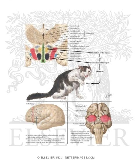 Watermarked preview of labeled image: Hypothalamic Mechanisms in Some Aspects of Emotional Behavior