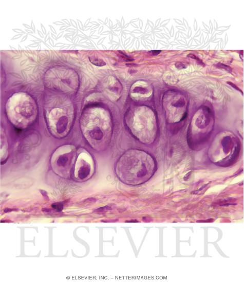 Light Micrograph of Chondrocytes In Hyaline Cartilage