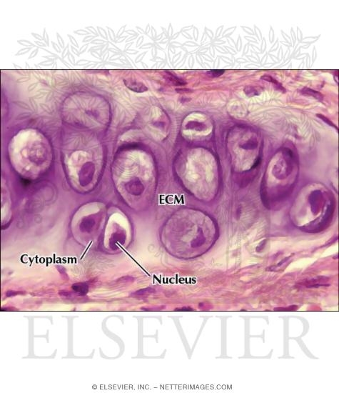 Light Micrograph of Chondrocytes In Hyaline Cartilage