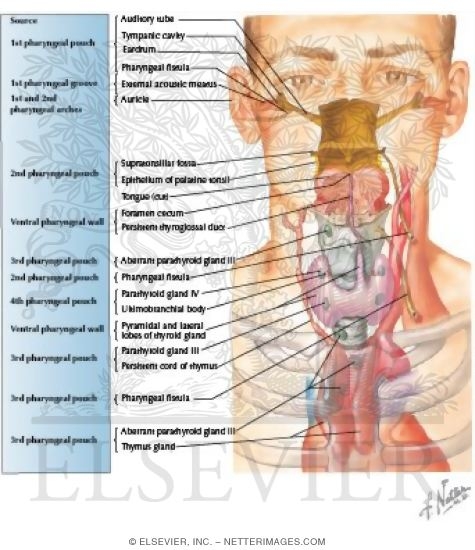 Watermarked preview of labeled image: Development of the Thyroid and Parathyroid Glands