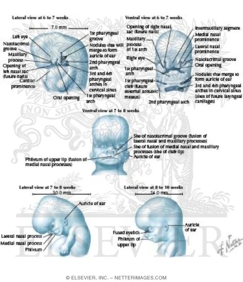 Development of the Face: 6 to 10 Weeks