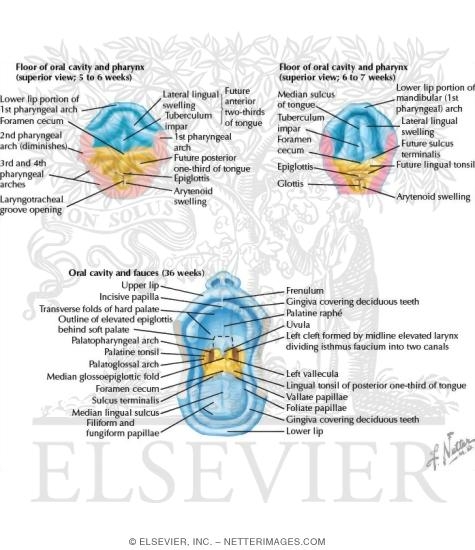 Watermarked preview of labeled image: Floor of the Oral Cavity